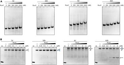 Classical and novel properties of Holliday junction resolvase SynRuvC from Synechocystis sp. PCC6803